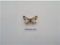 藏品(尺蛾141)的圖片